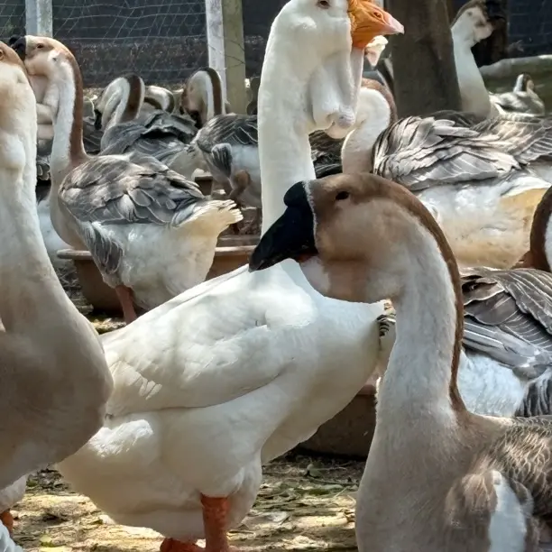 纯姐2/3两小狮头鹅翅顺丰包邮