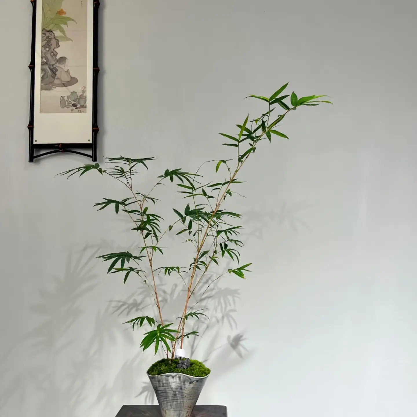 【一物一拍】内门竹 红观音竹 紫寒竹 红寒竹室内绿植盆栽好养易活