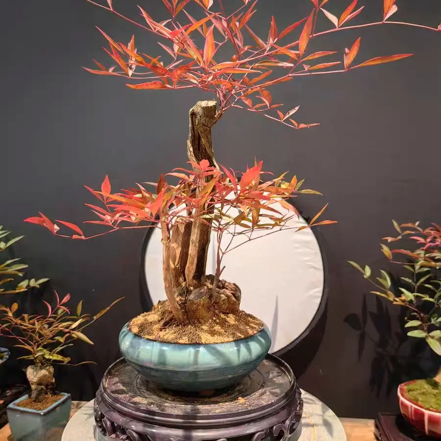 红叶南天竹老桩盆景耐寒易养适合室内外阳台庭院四季观赏