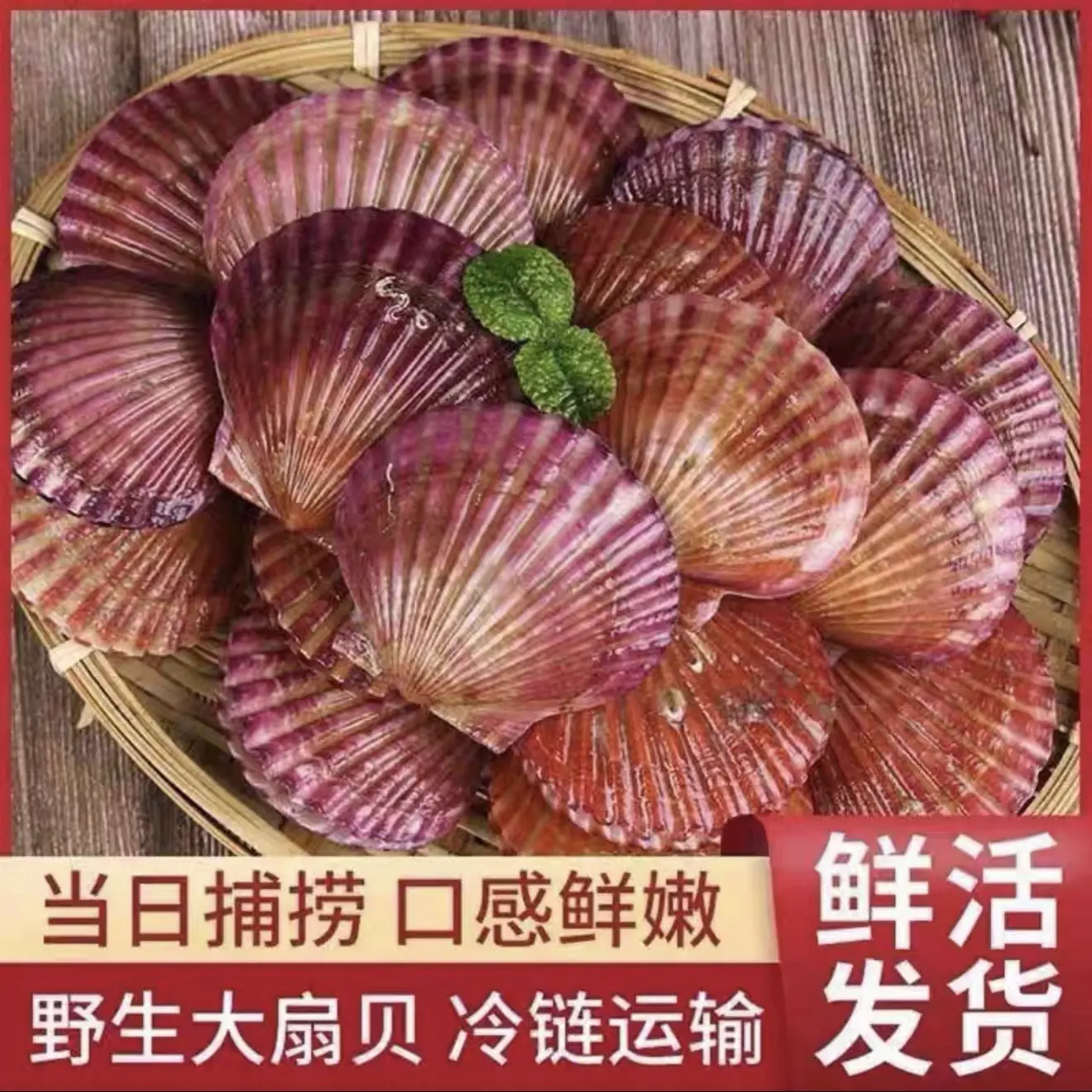 【只发新疆】大连扇贝鲜甜肥美发货保鲜不保活1kg