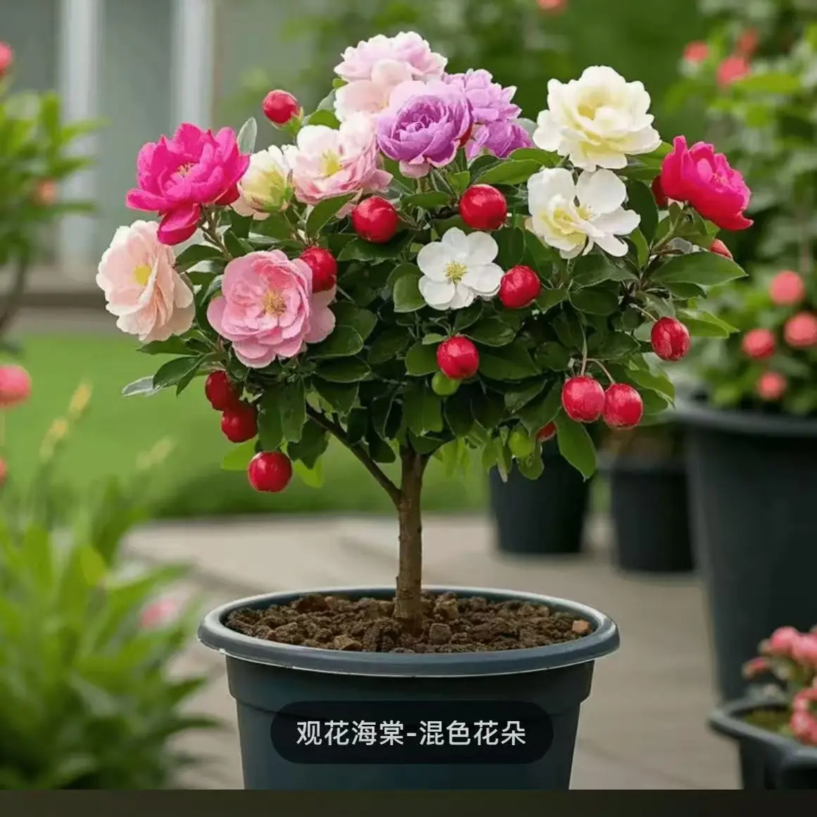 原生多色海棠花老桩耐寒耐热四季开花室内外庭院盆栽地栽