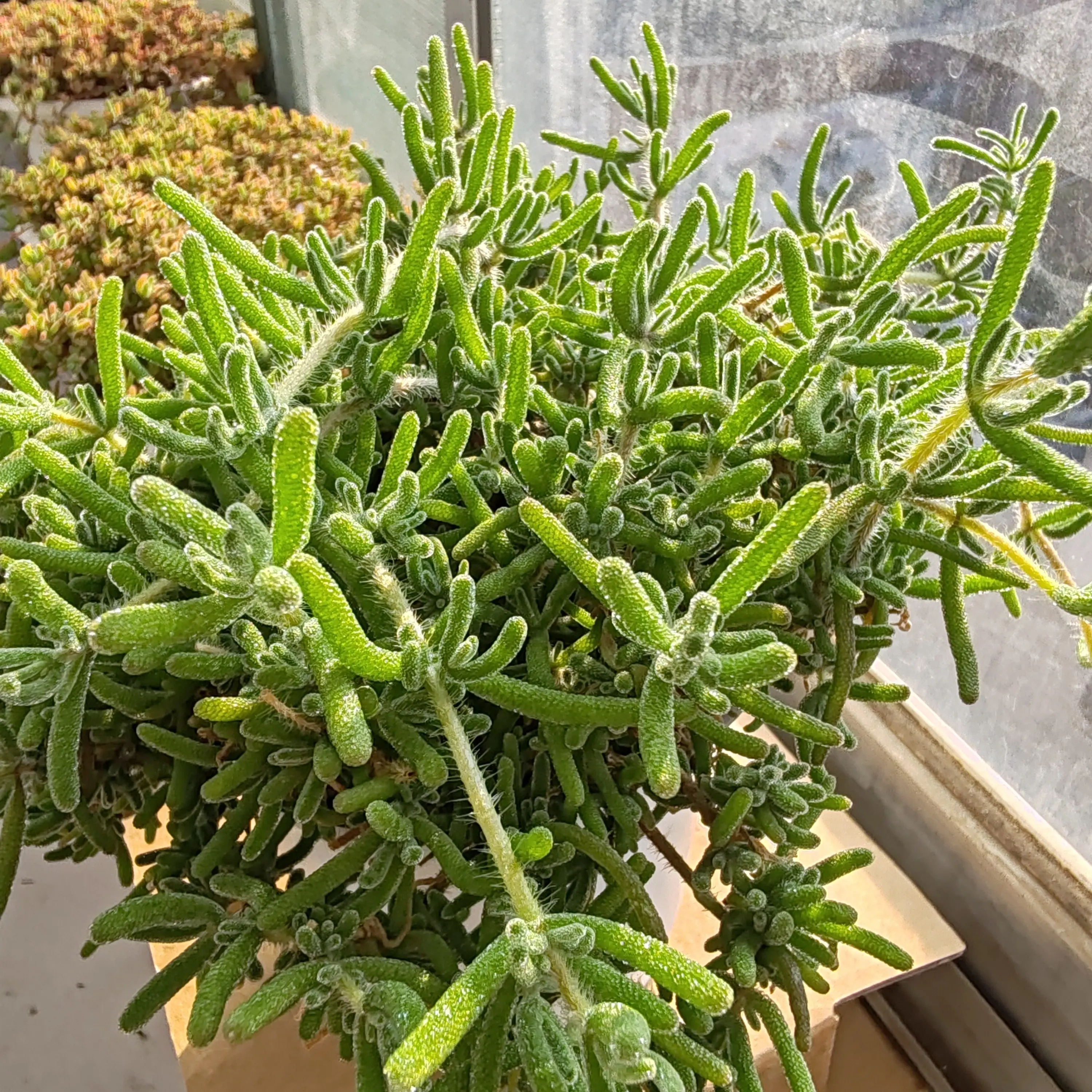 枝干番杏多肉植物（一物一拍看好下单，不支持退换）