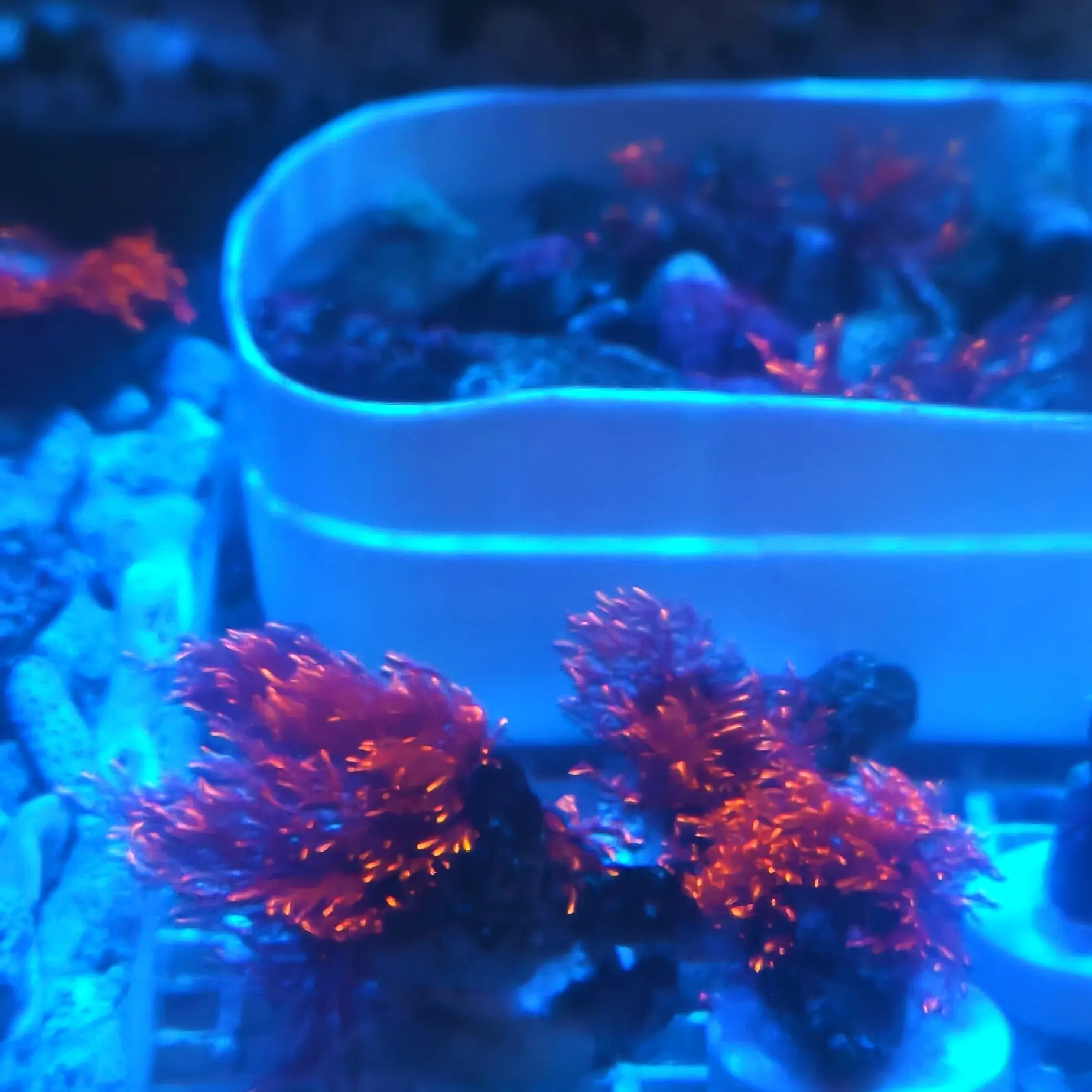 金丝火焰藻海水珊瑚