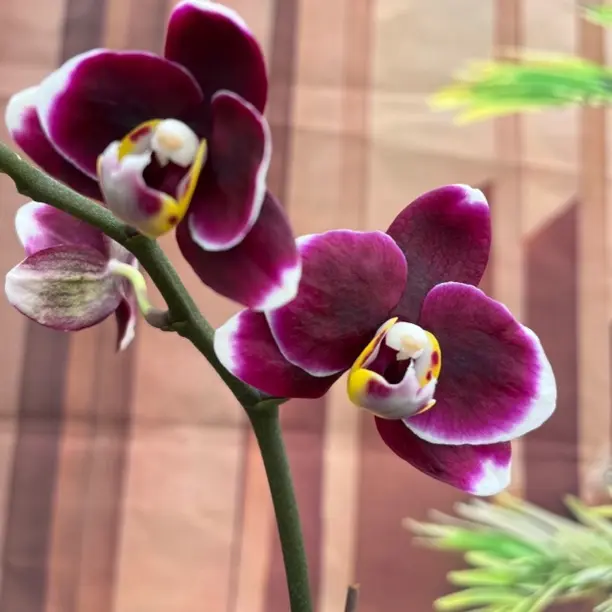 巧克力3.0寸杯带花剑带花苞蝴蝶兰室内四季好养活盆栽