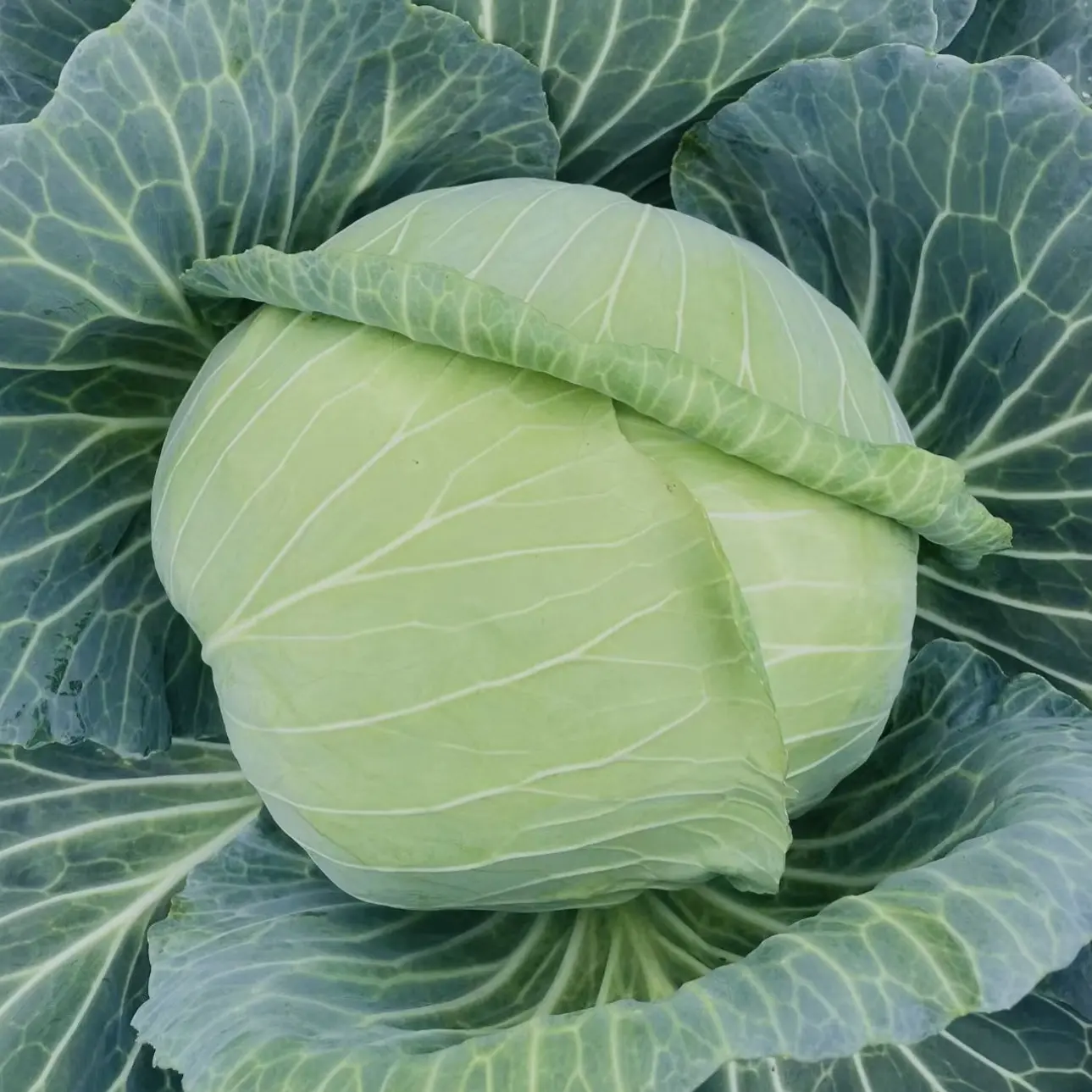 云南本地包白菜 新鲜香脆