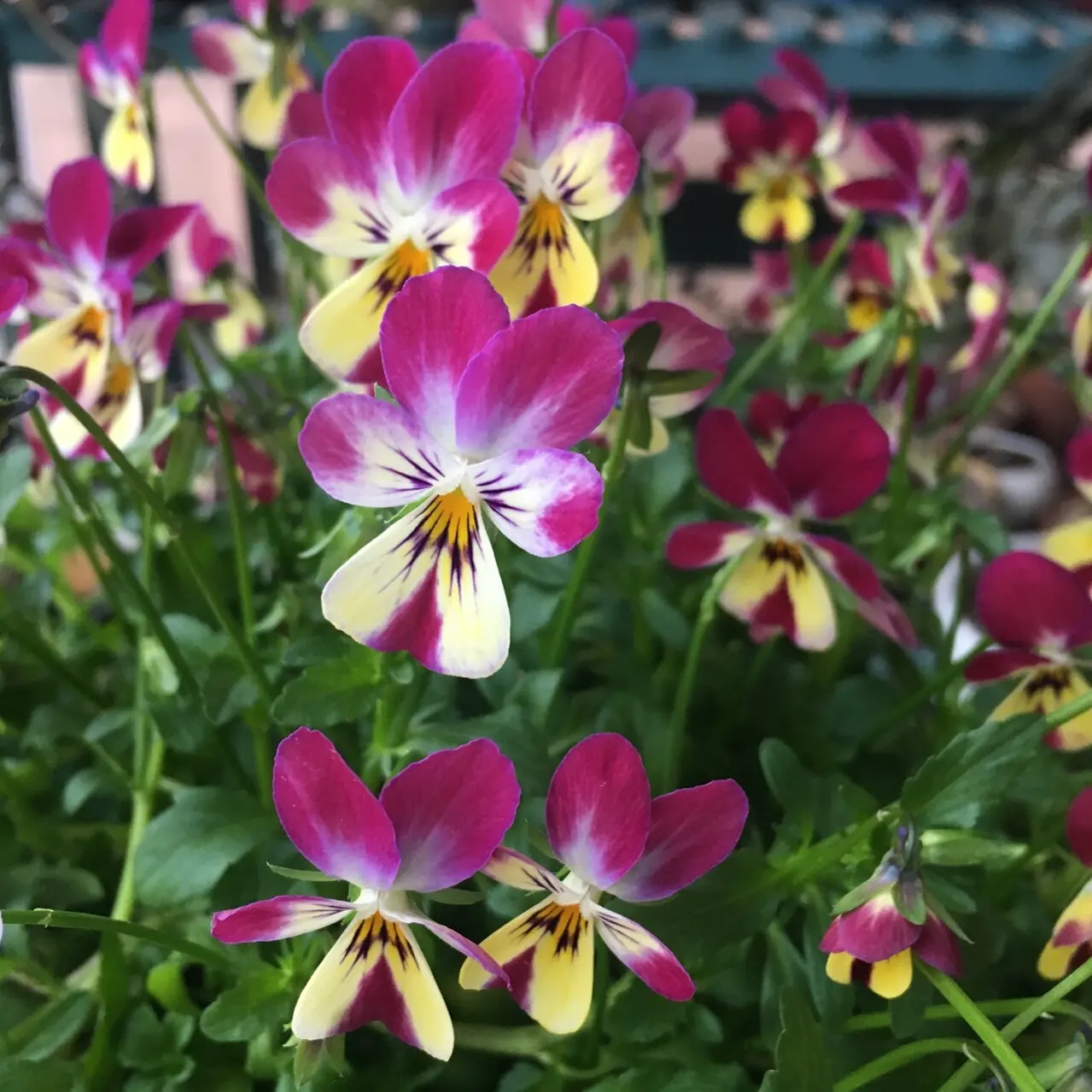 耐寒易活角堇带花苞三色堇适合庭院阳台冬季开花绿植盆栽种植