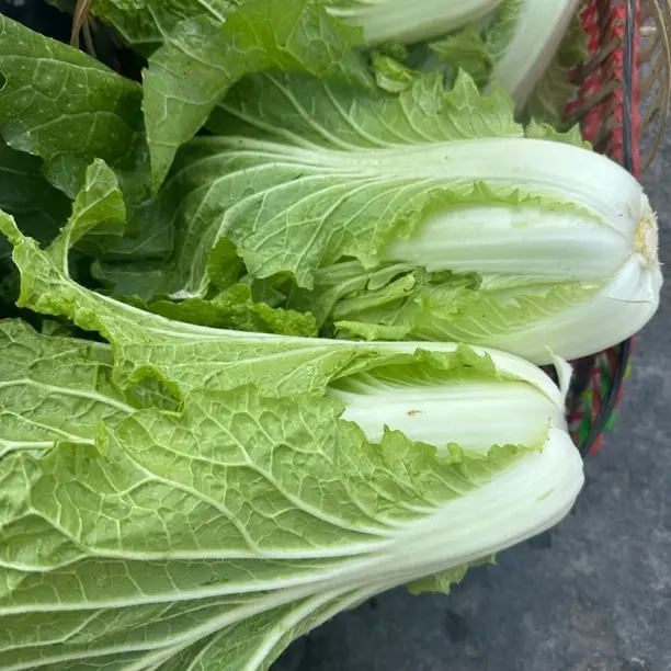 （直播链接）陕西露天霜后大白菜新鲜蔬菜口感脆甜适合炒吃腌酸菜