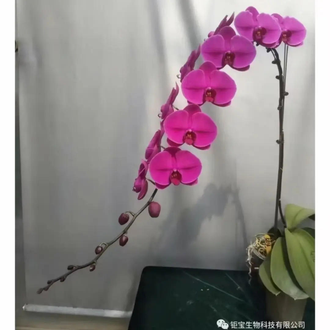 【特级苗蝴蝶兰-喜事】3.5寸抽梗苗带花剑（有瑕疵，介意勿拍）