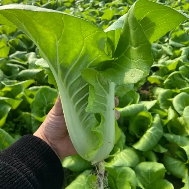 新鲜奶油小白菜现摘现发四季快菜大叶毛白菜