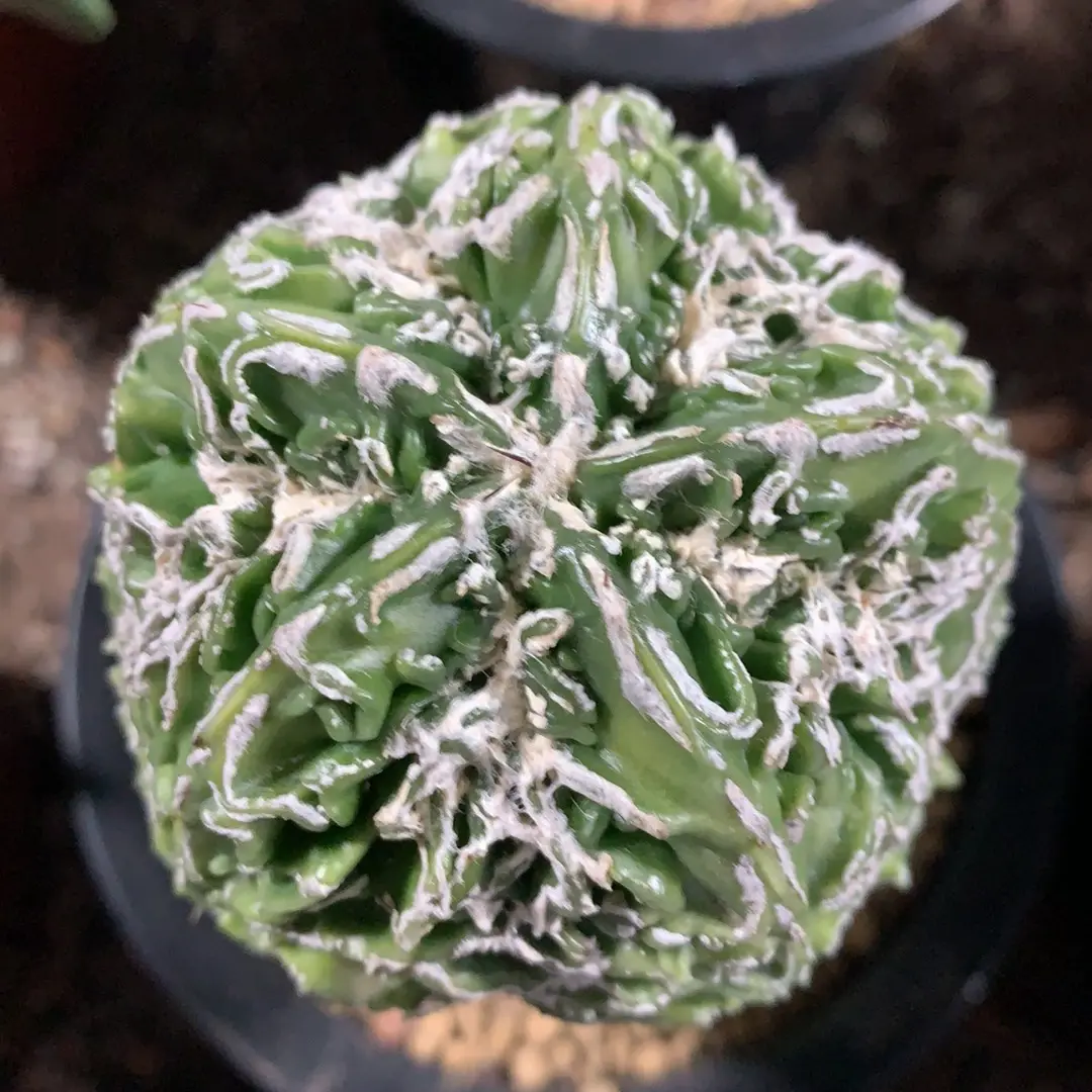 老桩核桃鸾凤仙人球无刺星球美观好养开花植物室内盆栽