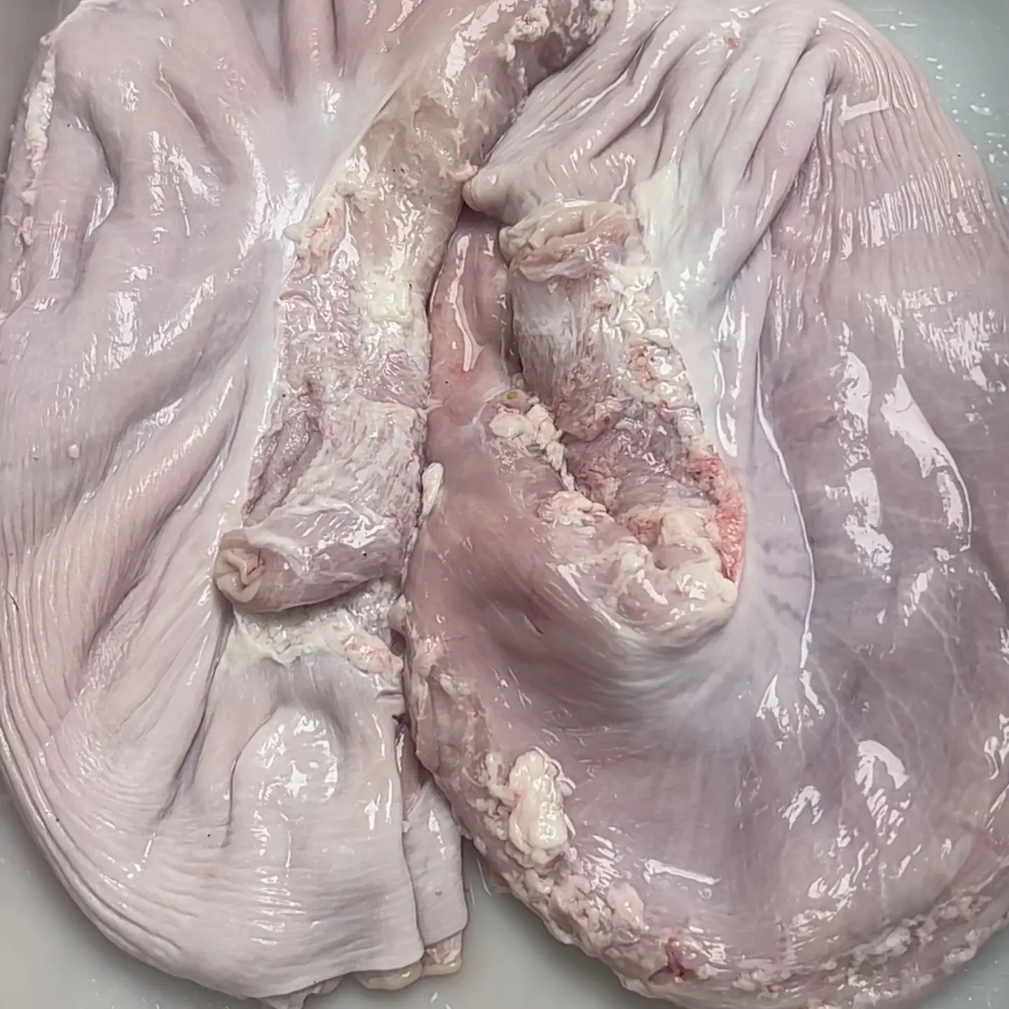 新鲜散养冷冻整只特厚养胃营养无油猪肚