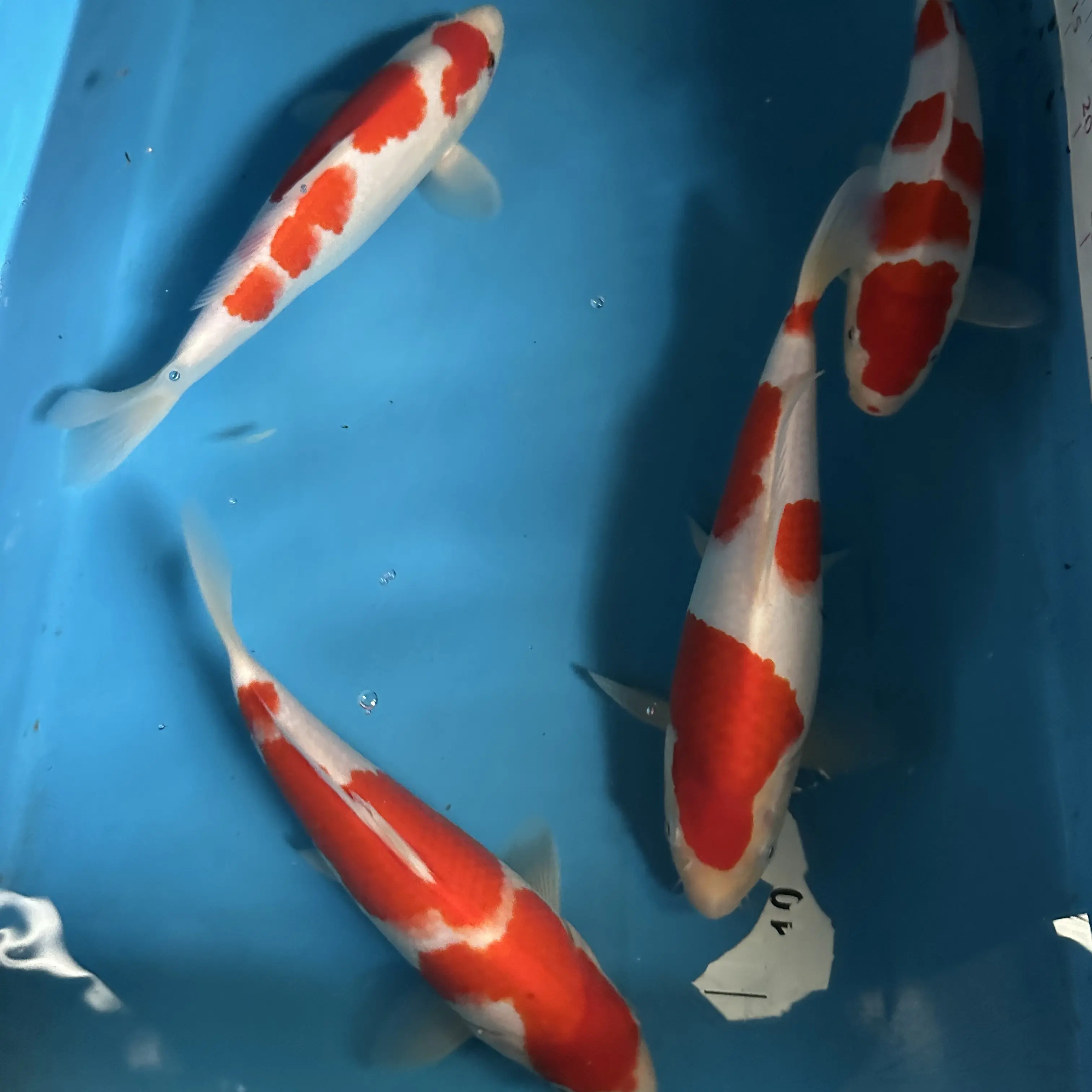 纯正血统红白大正锦鲤好养耐活冷水观赏鱼