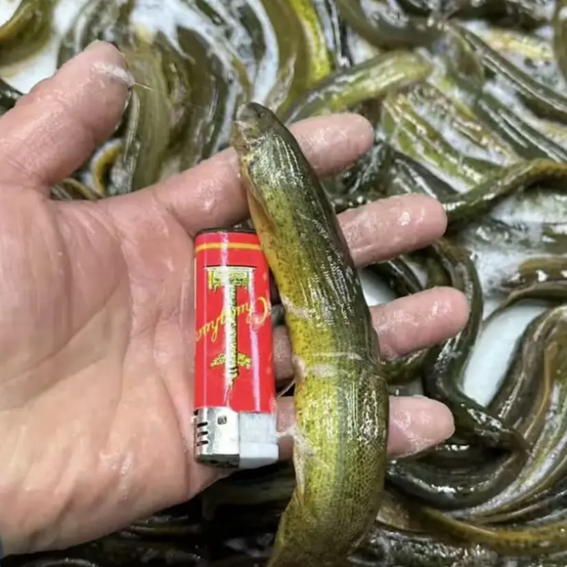 顺丰包邮～东北冷水黄生泥鳅鱼冰鲜发货