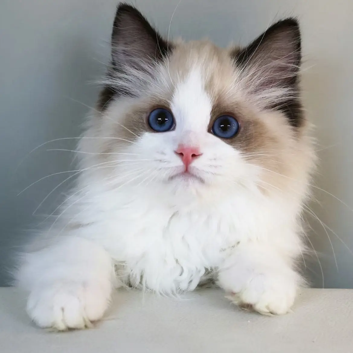 1号多品种宠物猫活体包含金银渐层蓝猫缅因布偶英短美短暹罗等