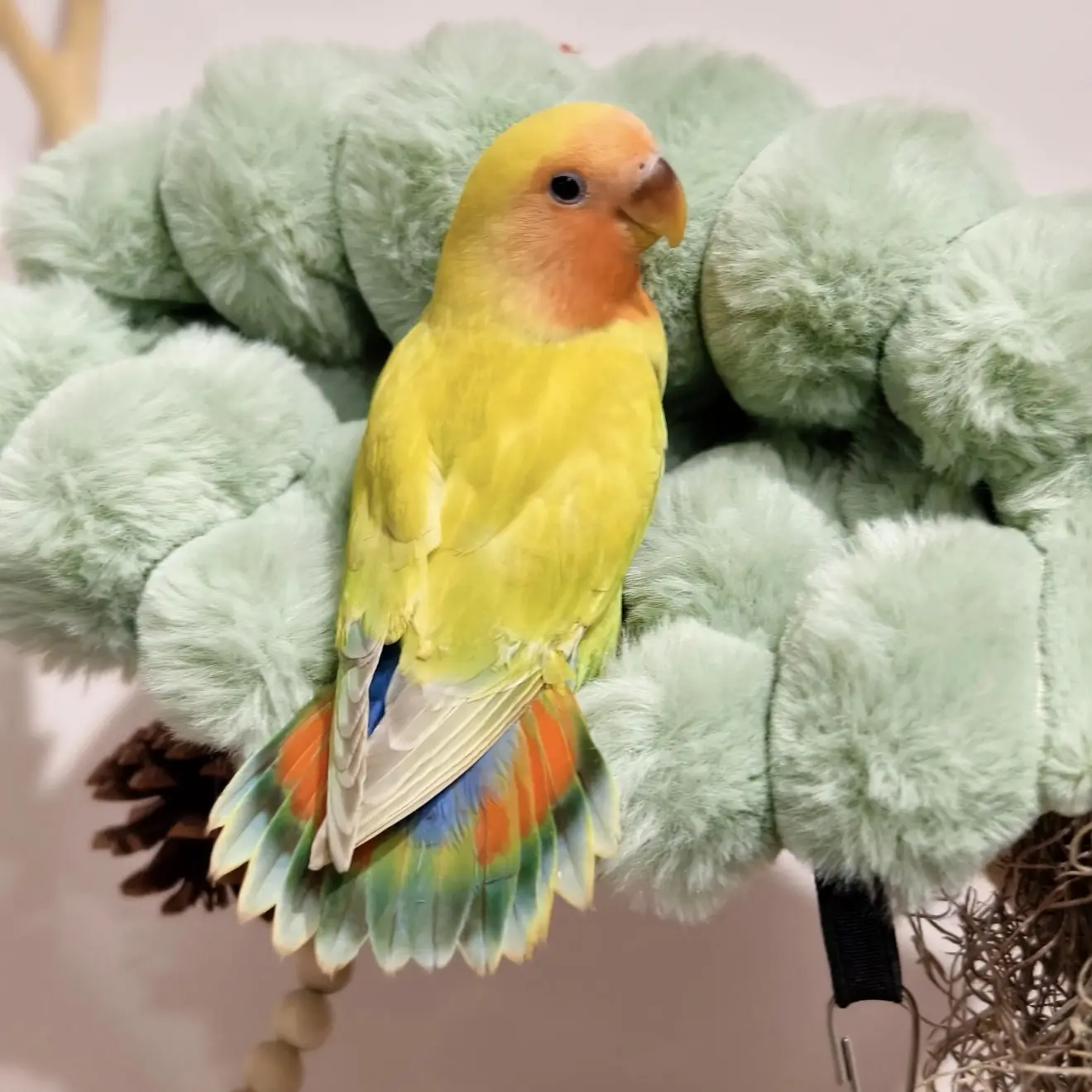 手养牡丹鹦鹉亲人适合家养