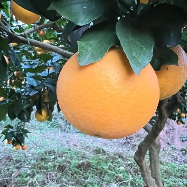 麻阳冰糖橙新鲜水果应季现摘产地直发汁水饱满鲜甜多汁新鲜现摘