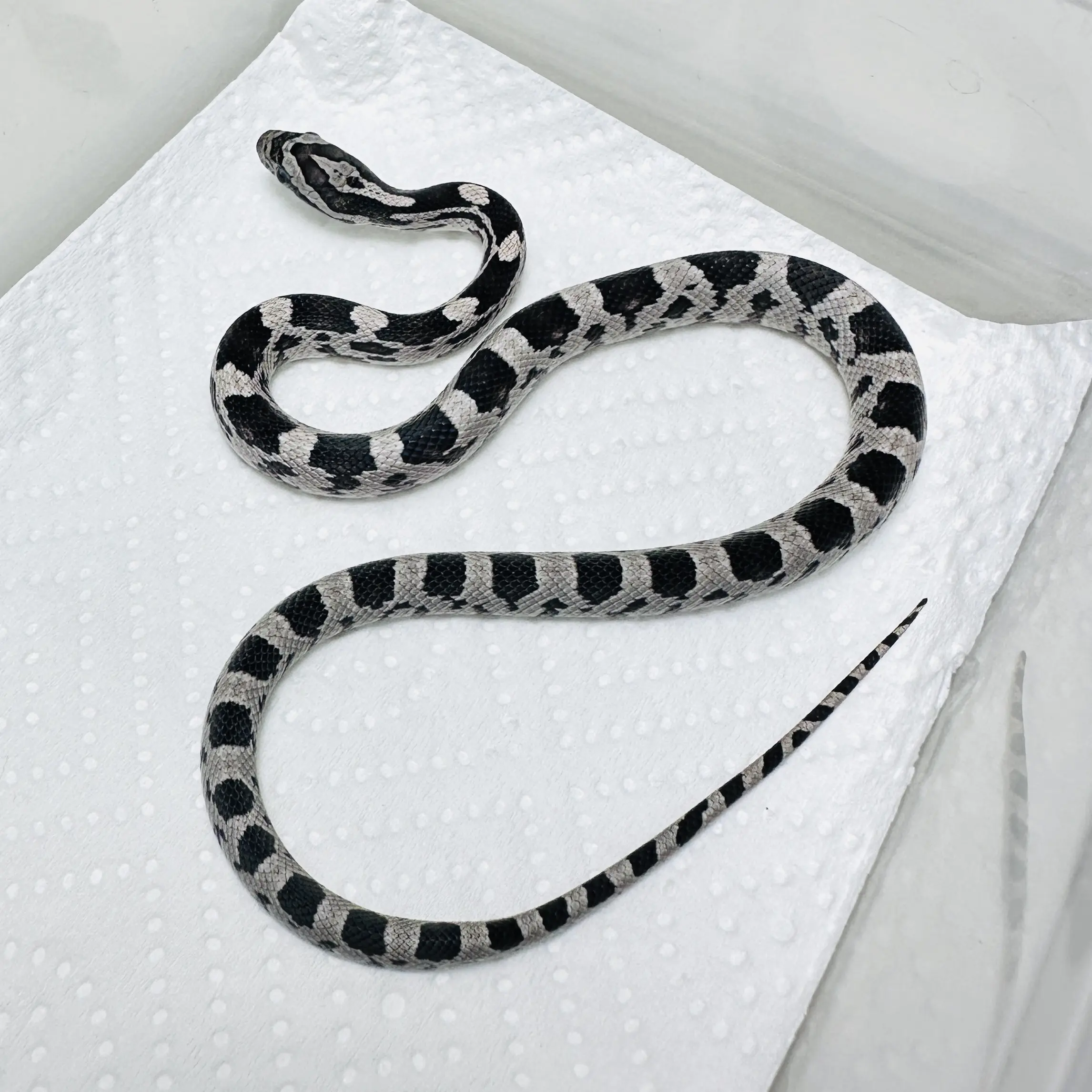 炭黑玉米蛇小宠可上手包售后包邮包一个月开食