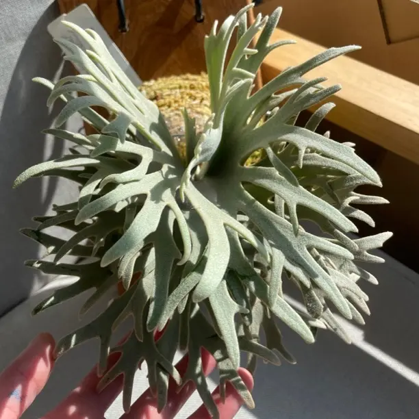 侏儒月光3mix鹿角蕨室内绿植可挂墙附生植物观叶网红盆栽清新好养