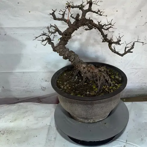 7号盆景 （一物一拍以直播间扣号为准）