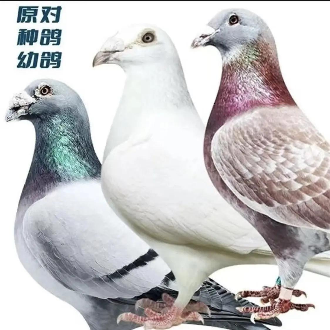 鸽用用品用具信鸽种鸽直播间实物为准