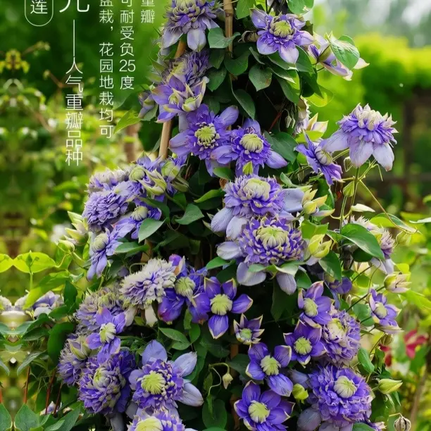 蓝光铁线莲早花系2类轻剪爬藤藤本花卉p9规格小苗盆栽