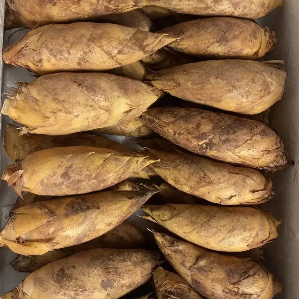 新鲜现挖冬笋高山带头脆嫩鲜甜冬笋