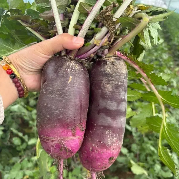 山东即墨冰淇淋水果胭脂萝卜甜脆多汁新鲜爽口村干部助农