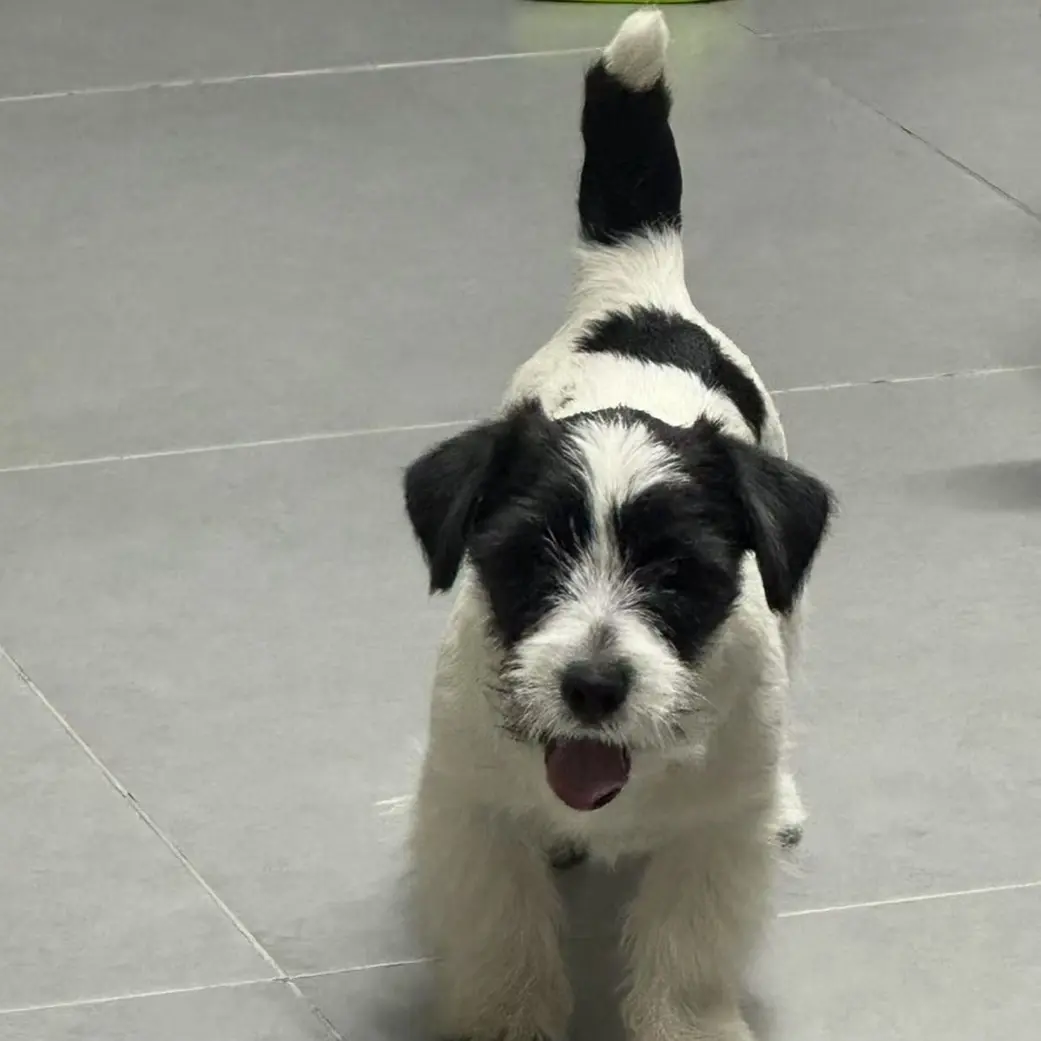 赛级冠军血系黑白刚毛杰克罗素梗直子直女预定 定金链接