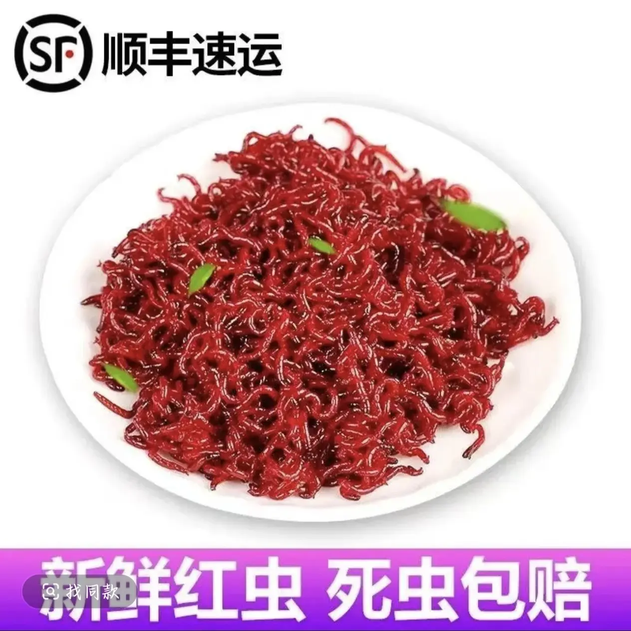 顺丰包邮鲜活红虫活饵特大号冬季野钓鲫鱼拉饵鱼饵