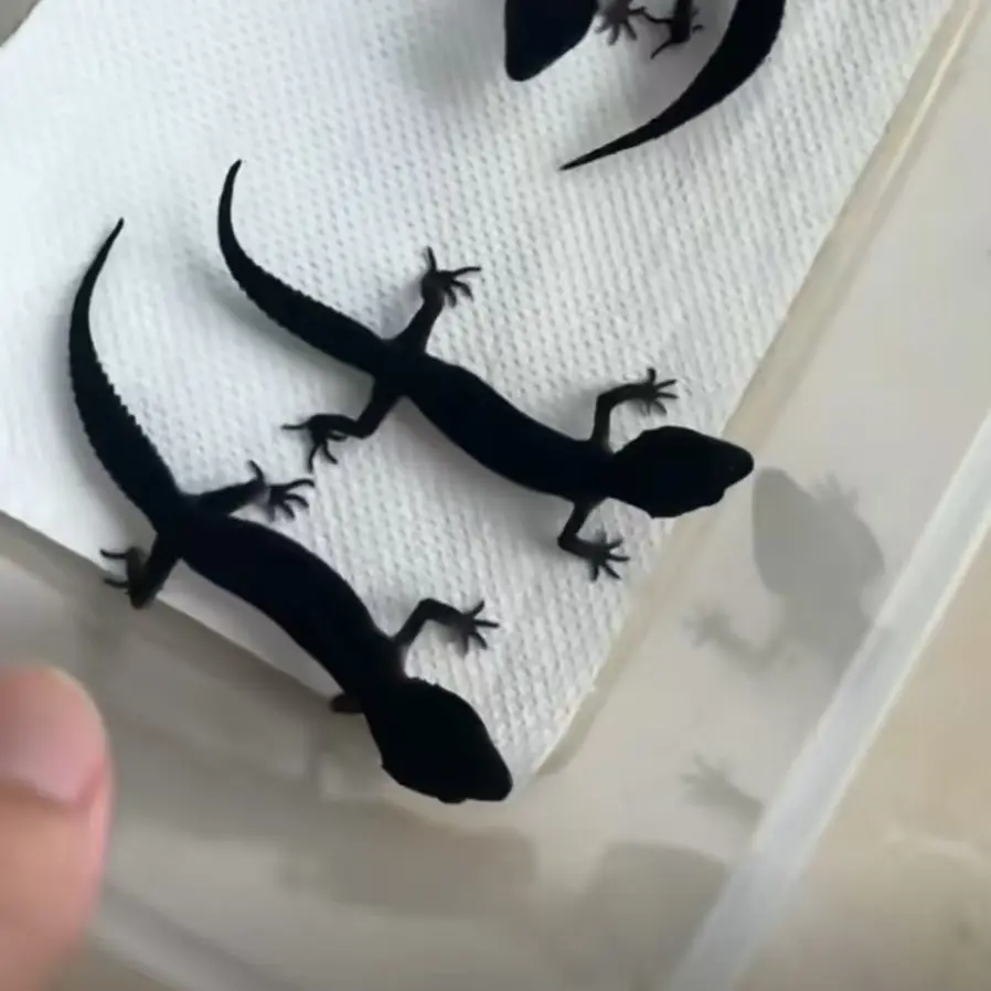 黑夜守宫 小苗 温顺好上手 三包