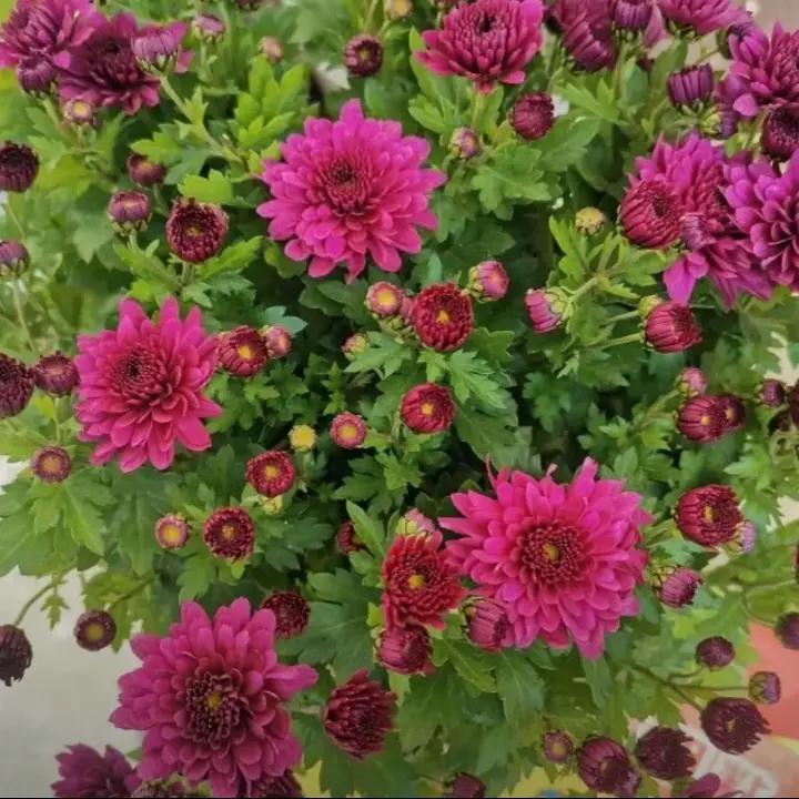 耐寒耐热多年生球菊盆栽带花苞适合阳台庭院种植