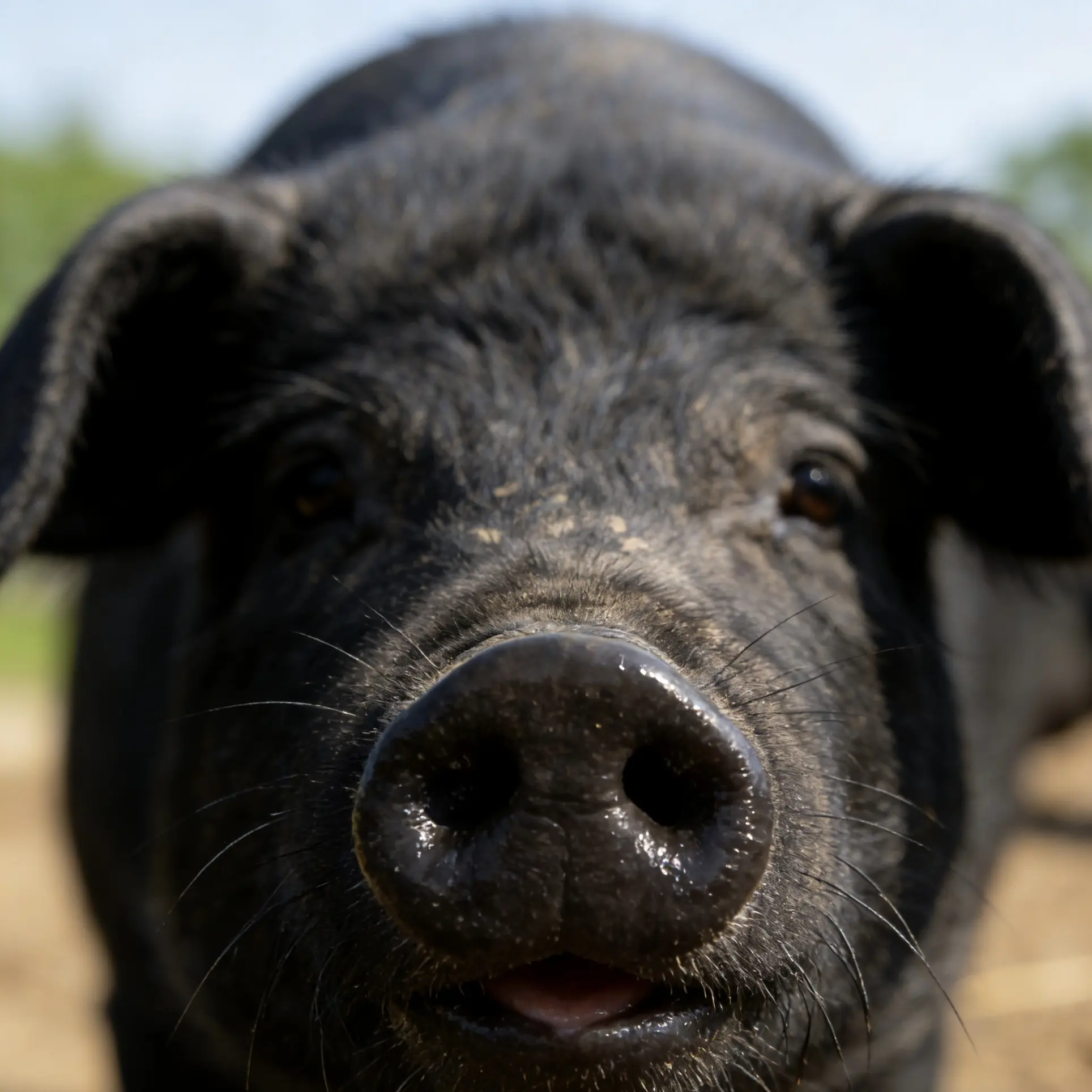 【五花排骨标品】一年以上散养黑猪 土猪 京东生鲜包邮