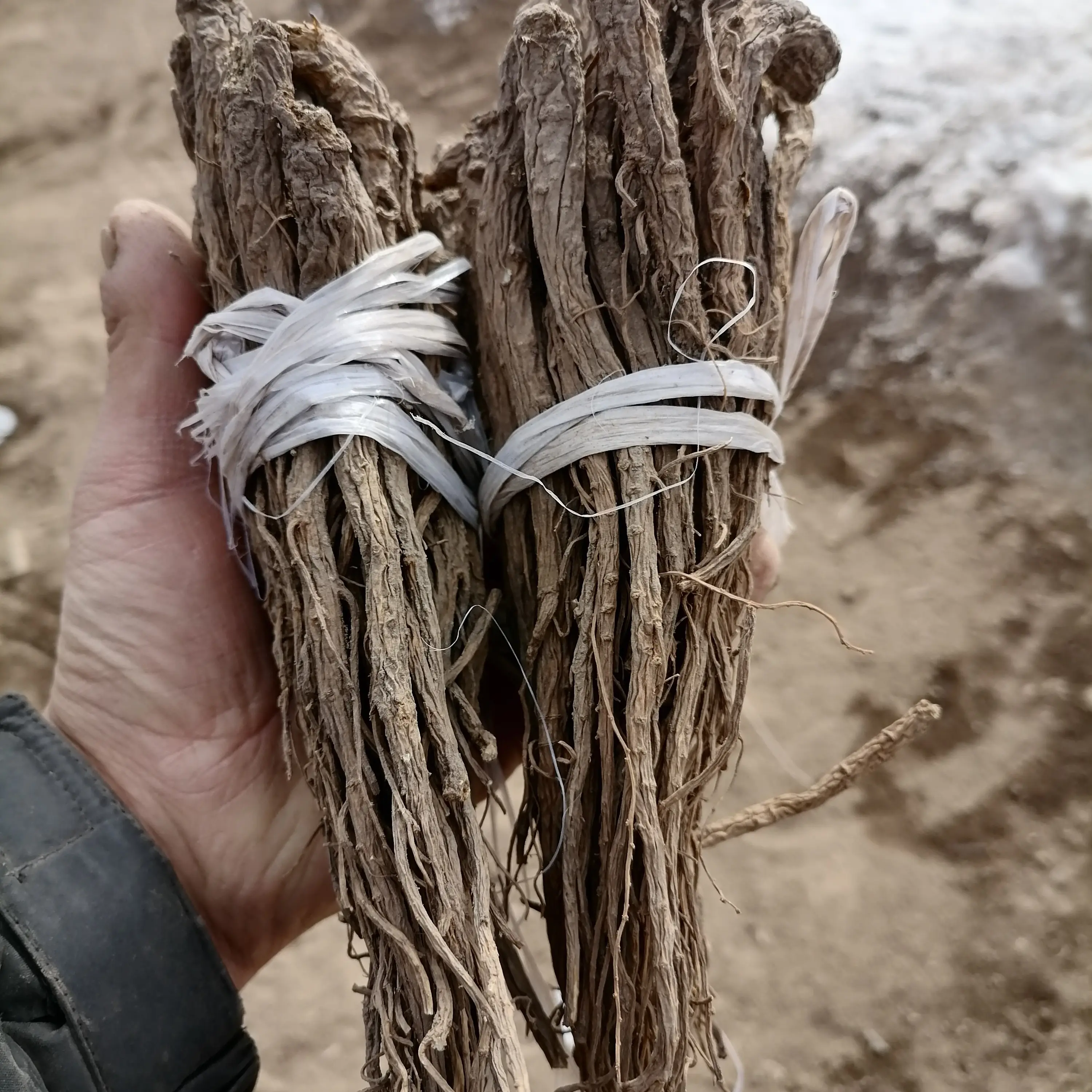 甘肃原产地自家种植当归尾植滋补当归自然晒干无熏硫