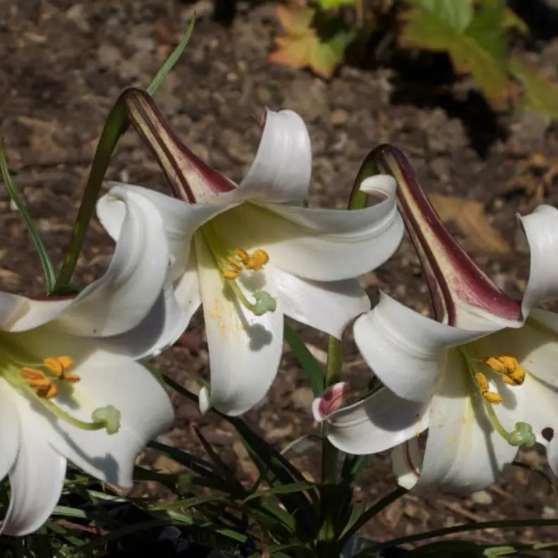 台湾百合姬高莎百合多年生