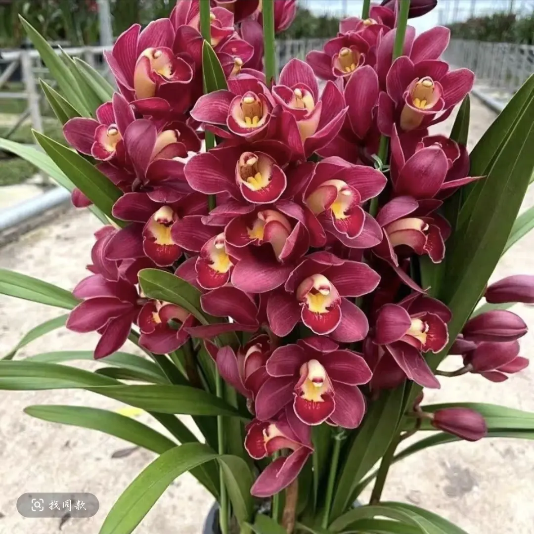 蕙兰 大红袍 浓香型四季开花室内外好养易活大花盆栽云南基地直发