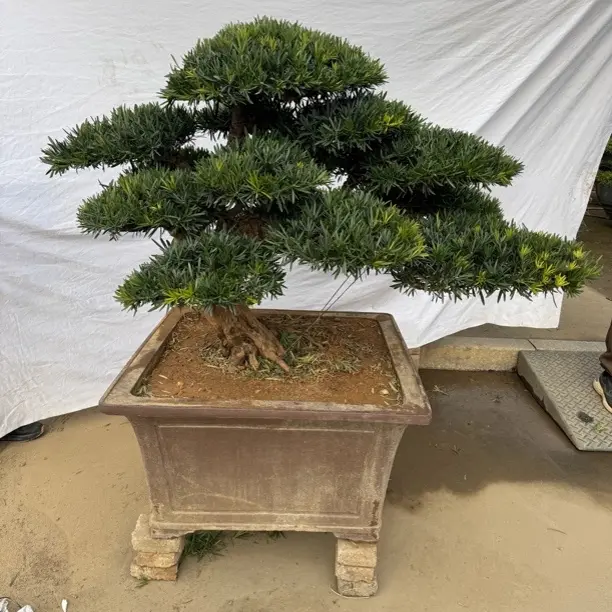 罗汉松盆景迎客松造型室内外绿植盆栽四季常青好养含盆