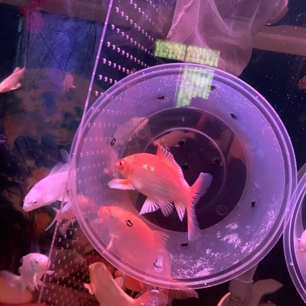 红色蝴蝶鲤冷水淡水观赏鱼好养耐活适合新手包损发货