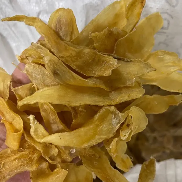 大口赤嘴 鱼胶干货天然滋补煲汤佳品