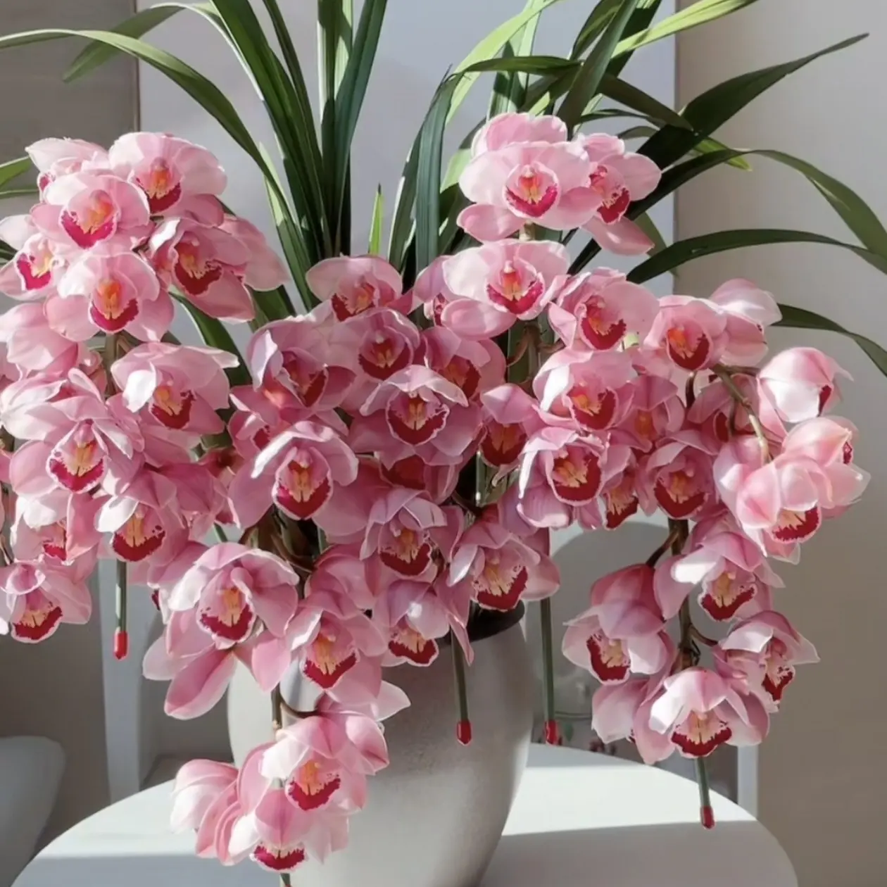 大花蕙兰福星苗4/5苗盆栽室内好养带香味绿植花卉