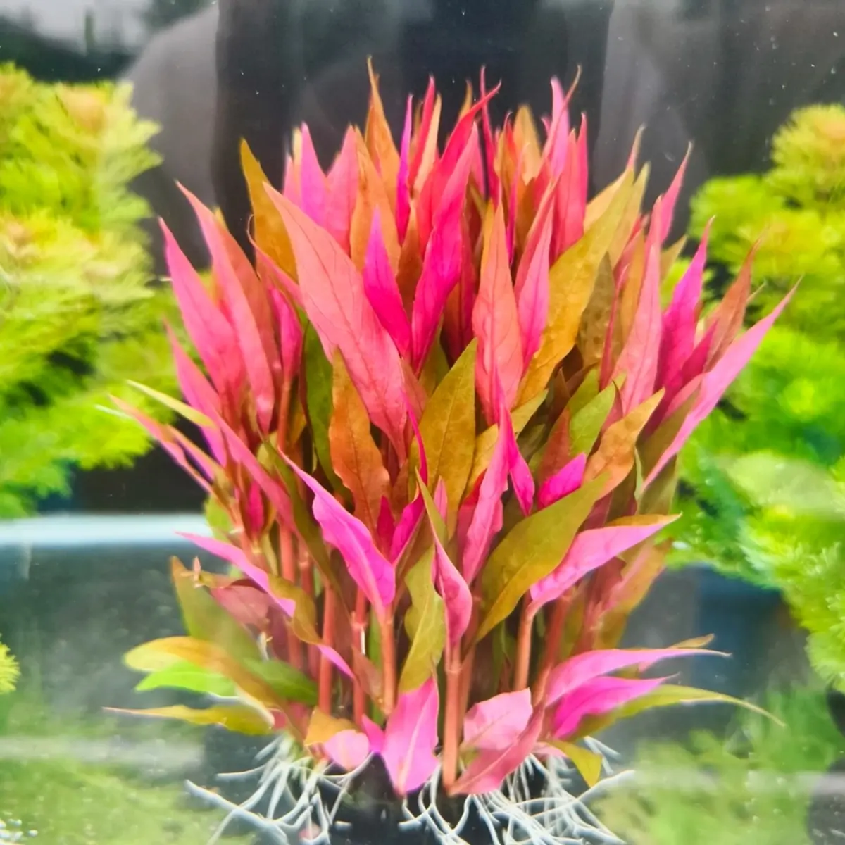 【丹麦红玫瑰】高端精品水草 纯水下叶稀有红草中后景阳性红草