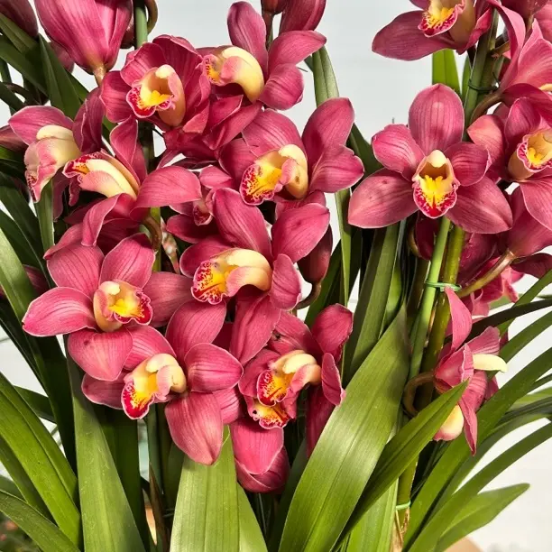  【 红梅 】 大花惠兰5支起发室内高端室内年宵花易养护花期久