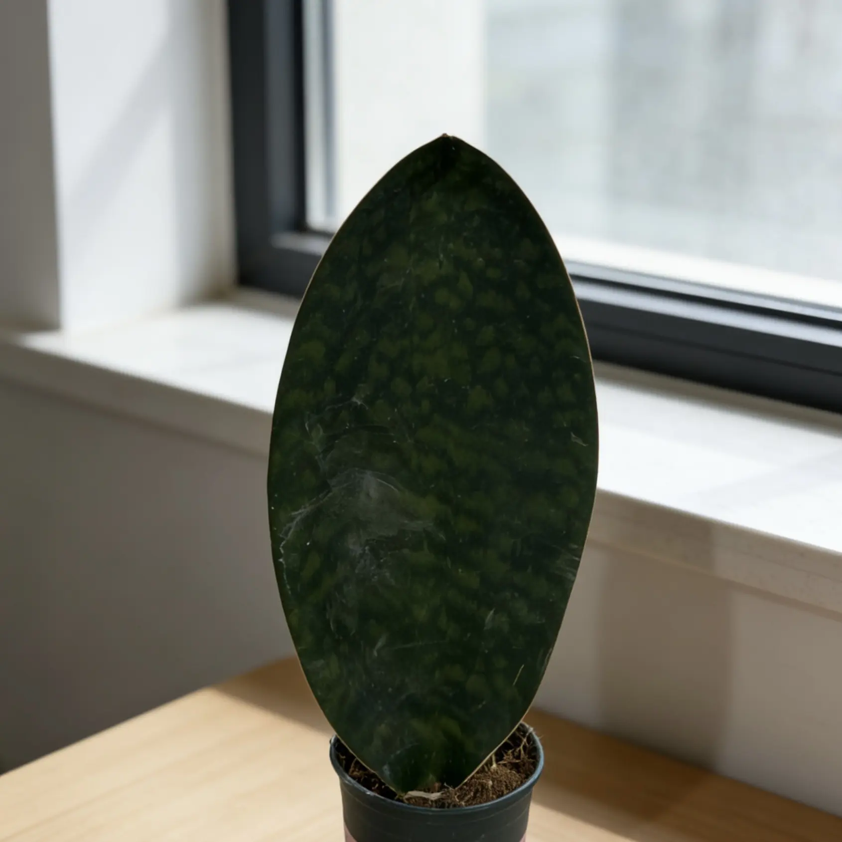 稀有宝镜虎皮兰新房甲醛植物净化空气四季室内花卉绿植盆栽