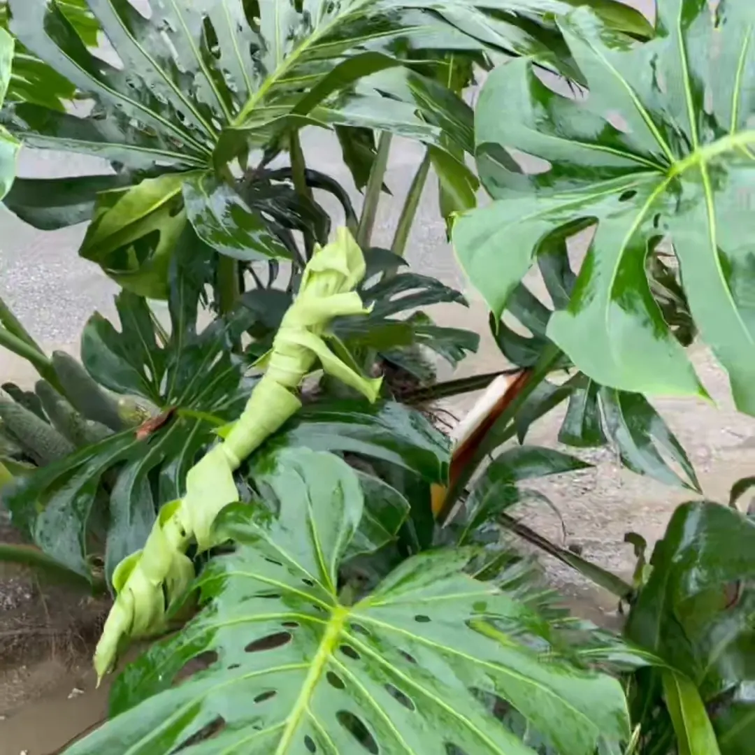 龟背竹土培室内外好养净化空气绿植