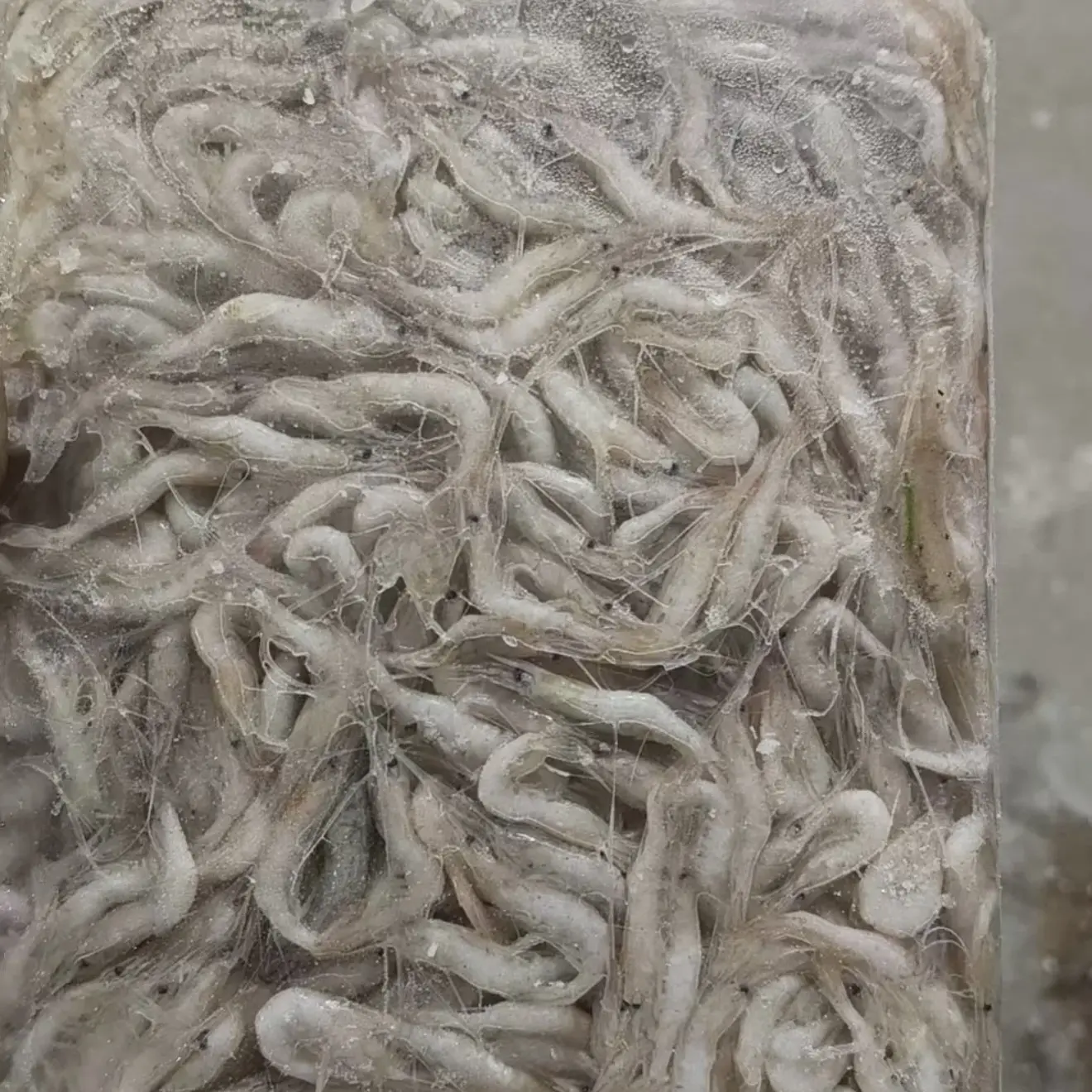 兴凯湖野生白虾（7袋包邮）