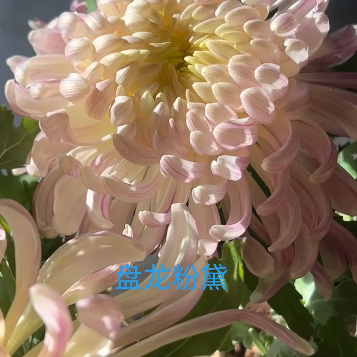 精品大菊·一物一拍·原盆原土·对版发货