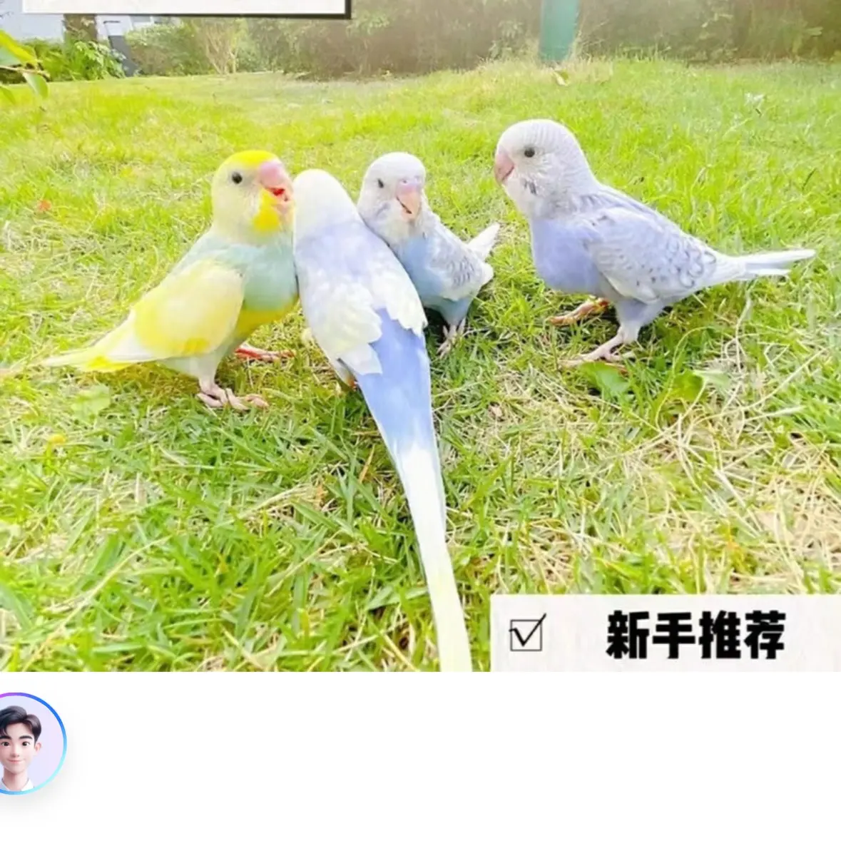 手养虎皮鹦鹉活泼亲人可互动观赏家养宠物鸟