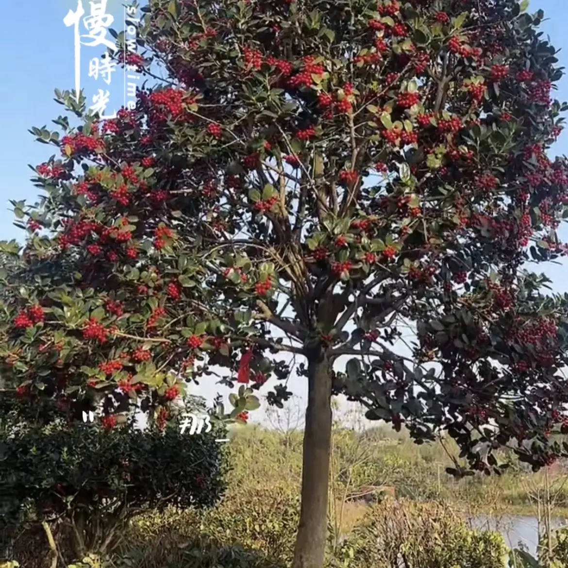 无刺枸骨金玉满堂鸿运果造型树庭院别墅绿化四季常青盆栽地栽耐寒