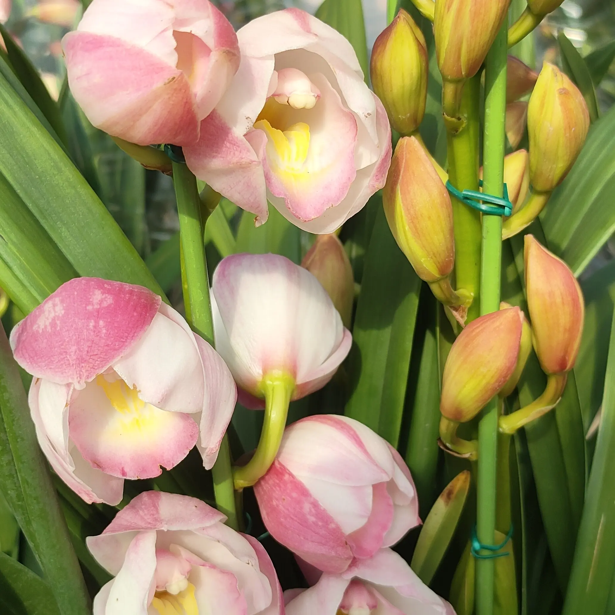 大花蕙兰（六朝金粉3剑）带花剑清香型室内阳台绿植盆栽