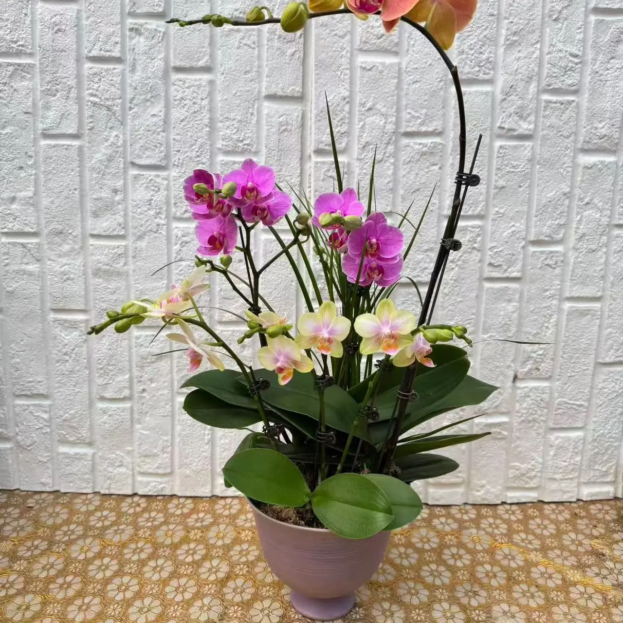 蝴蝶兰大苗带花剑四季开花室内绿植盆栽