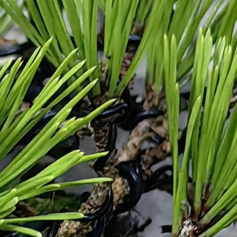 姬金钱菖蒲虎须贵船苔附石盆景办公室茶桌书房桌面微型绿植小盆栽